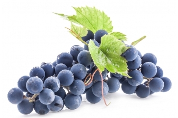 Inhibiting Cancer Cell Growth with Grape Seed OPCs