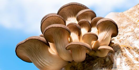 Mushrooms—Strengthen Your Immune System with PleuraMax™*