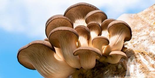 Mushrooms—Strengthen Your Immune System with PleuraMax™*