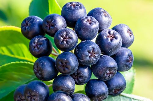 Aronia Berries