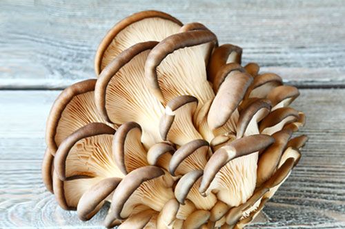 Image of oyster mushrooms—they contain pleuran—an insoluble beta-glucan