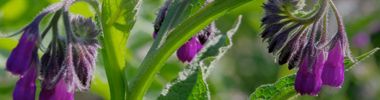 COMFREY