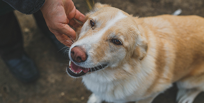 GOOD OLD DOG–LIVING WITH A SENIOR DOG