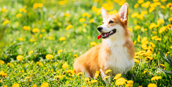 Your Dog and Spring—5 Reminders—5 New Things to Know!