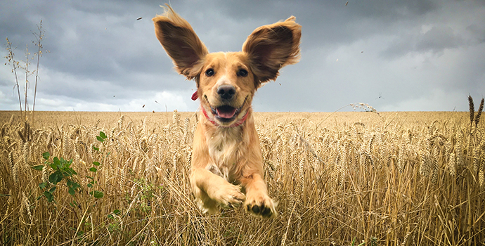 Tips for training a new dog 