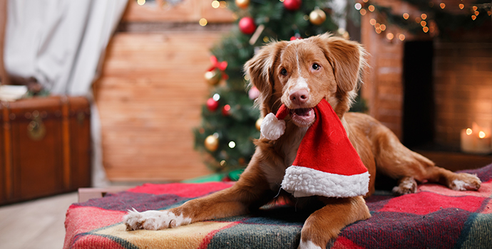 Keep Your Dog Safe and Holiday Happy!