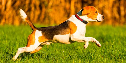 Occasional Canine Stiffness? Be Proactive!