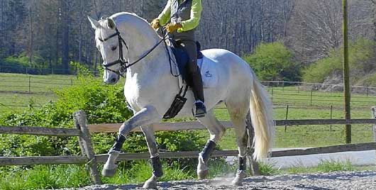 Nutrition to Promote Equine Performance and Recovery