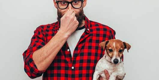 Oops, Is Your Dog Passing Gas? (How embarrassing for the holidays!)