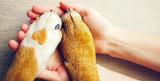 Real Puppy (And Dog) Love