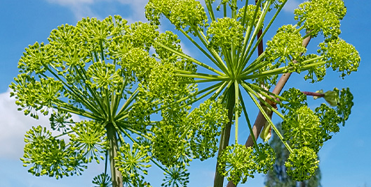 Healthy Aging, Confidence, and Bladder Strength*