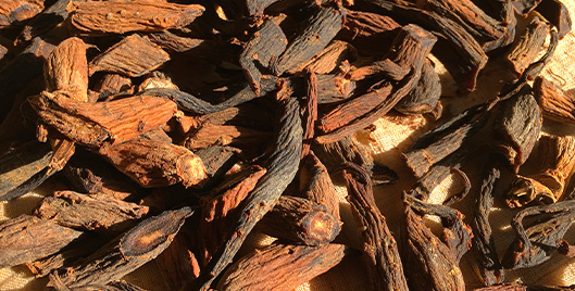 A New Beginning for an Ancient Herb