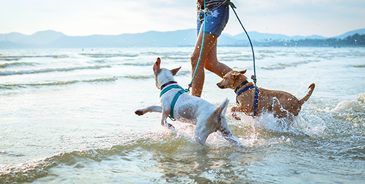 The Summer Sunshine & Your Dog’s Summer Fun