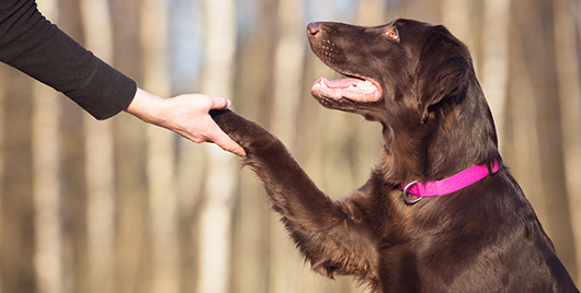The Importance of Good Fats for Your Dog