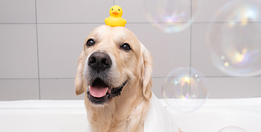 3 Quick Tips for Healthy Dog Skincare
