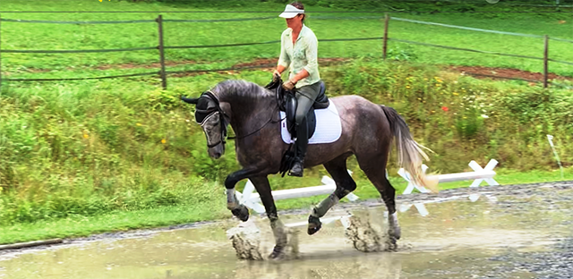 Dressage: Understanding Aiding Part II - Suppleness