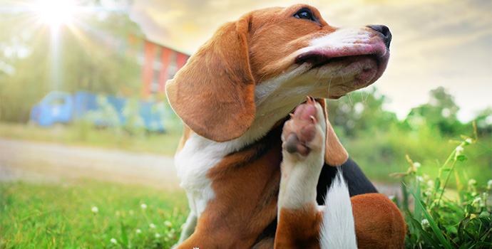 Does Your Dog Have Sensitive Skin?