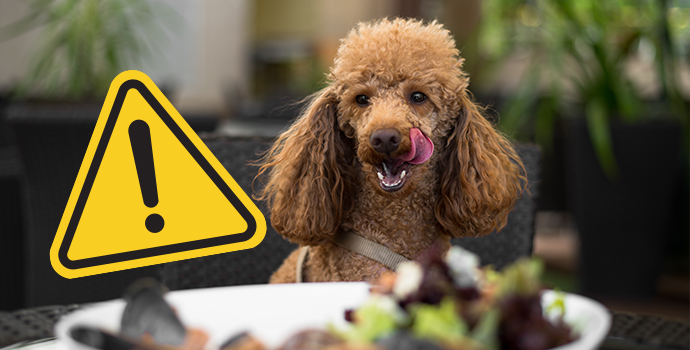 Be Aware! It’s National Pet Poison Prevention Month