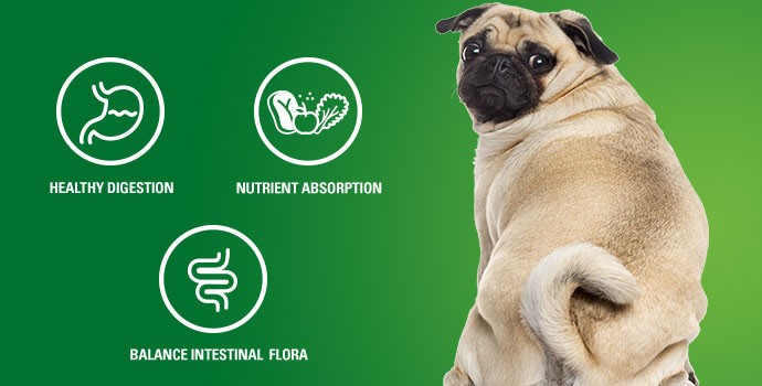 Go Beyond Yogurt for Your Dog