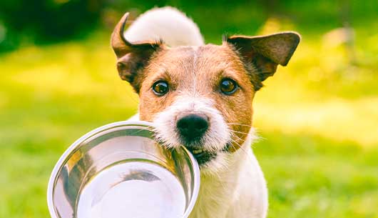 Behavior Beyond Training – The Gut Connection