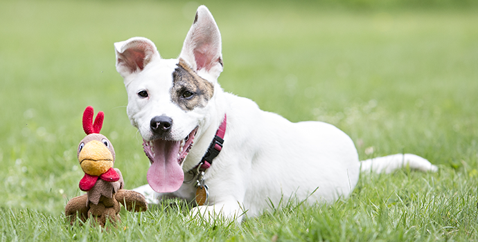 Dig In Dogsgiving!