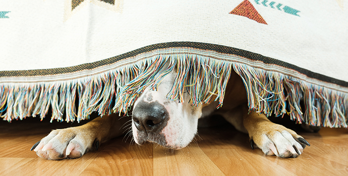 Why Do Dogs Fear Fireworks and How You Can Help