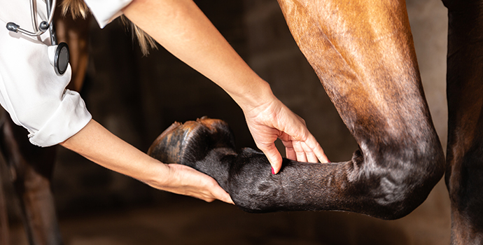 Veterinary Spinal Manipulation Therapy