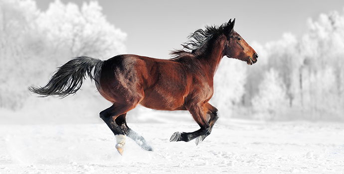 A Long Life & Curcumin for Horses