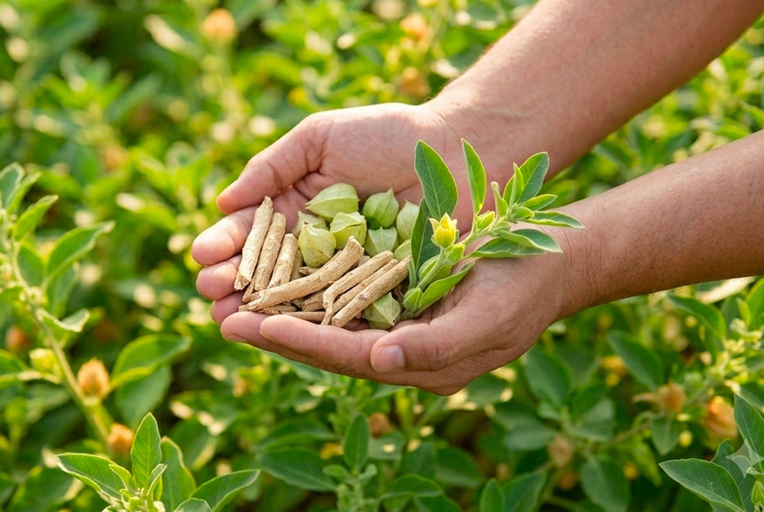 Ashwagandha