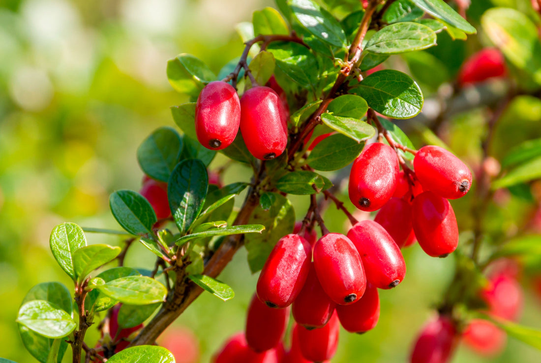 Berberine