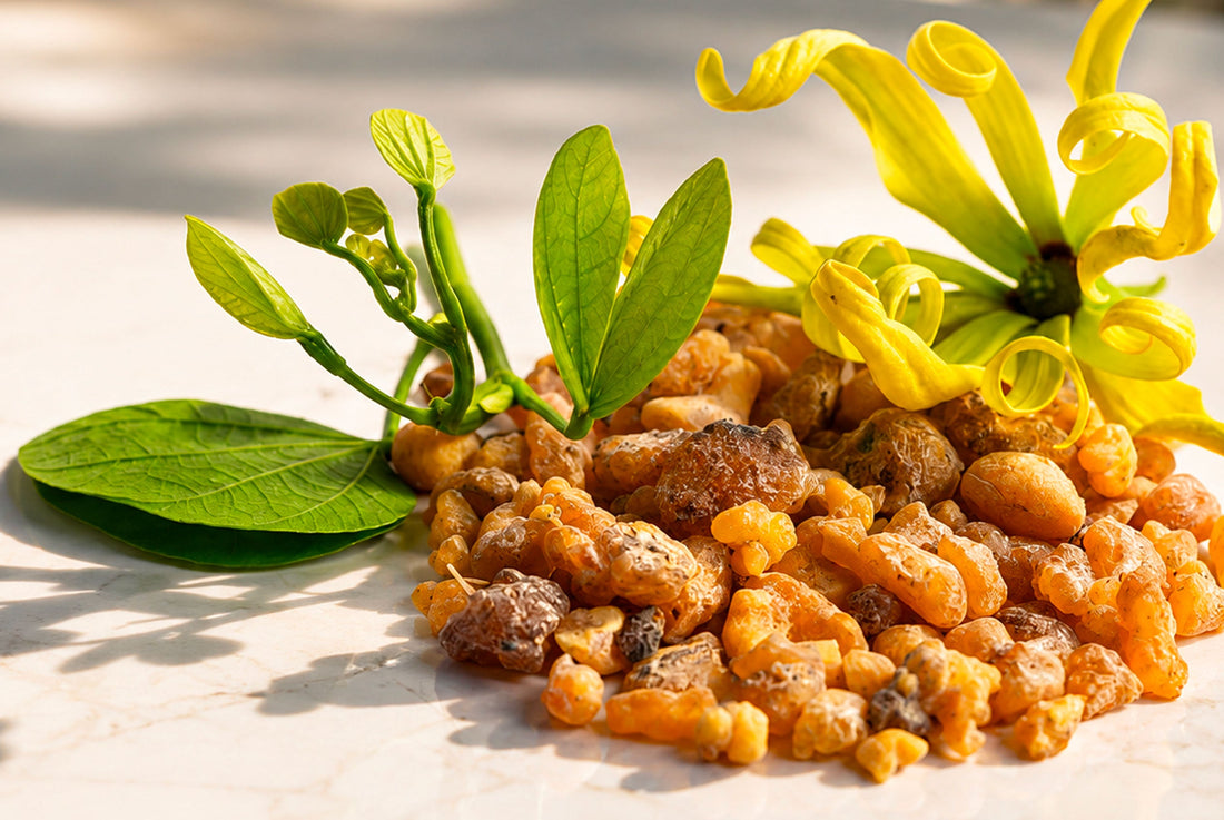 Boswellia
