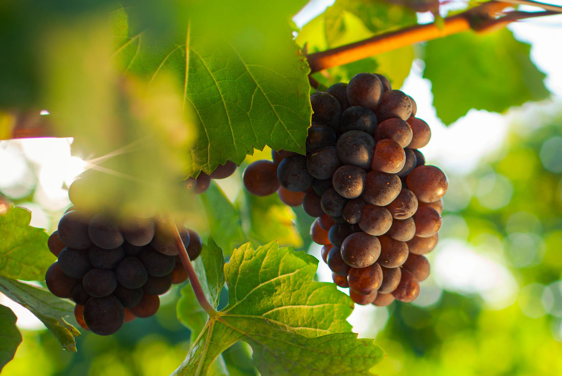 French Grape Seed
