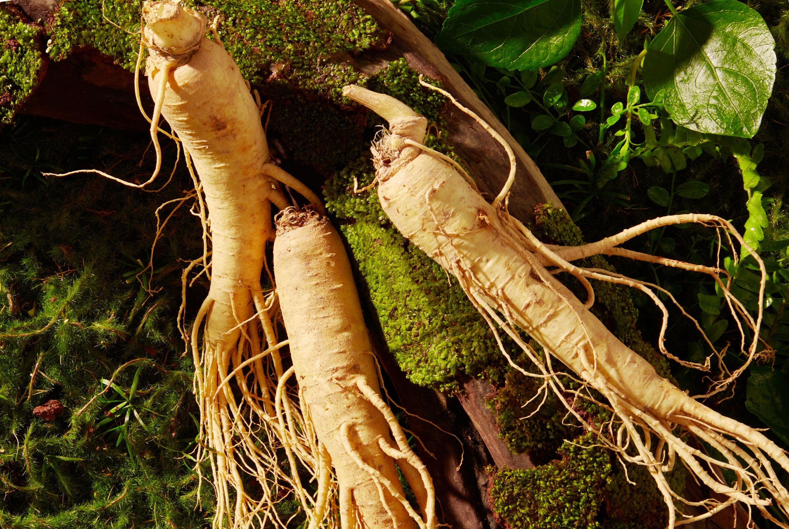 Red Ginseng