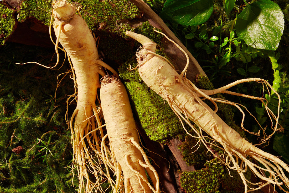 Red Ginseng