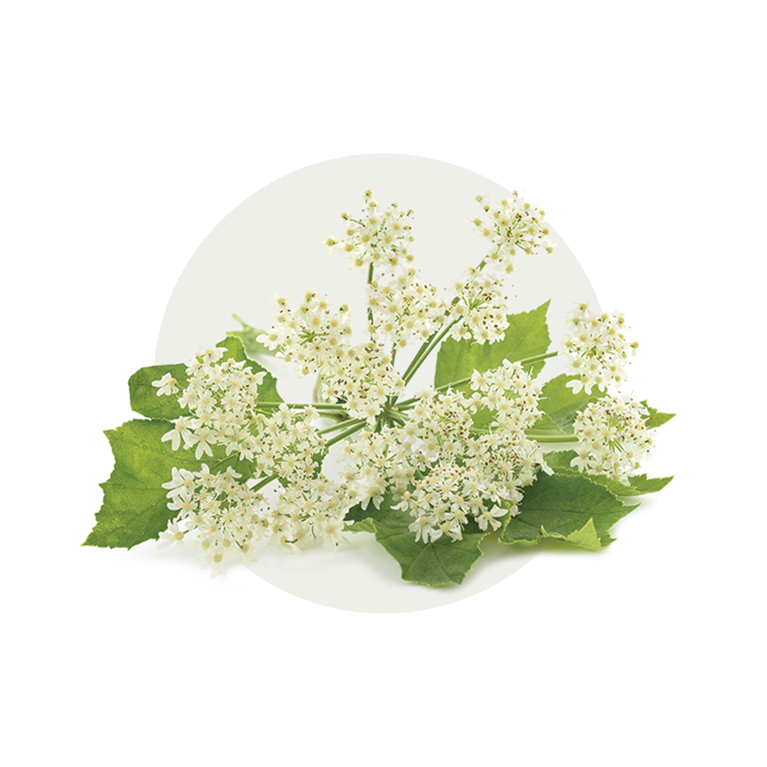 TN_Feature-Ingredients_Aqueous.png