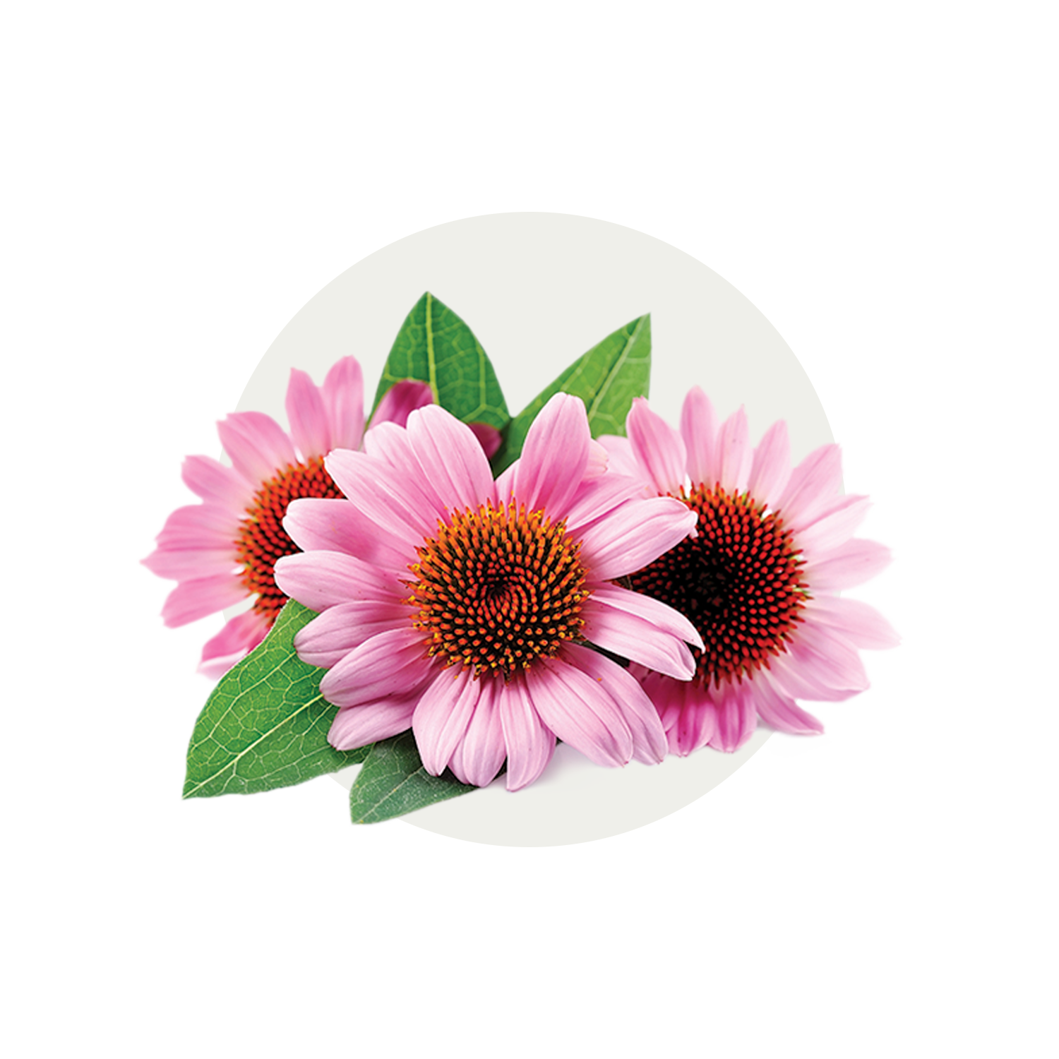 TN_Feature-Ingredients_Echinacea.png