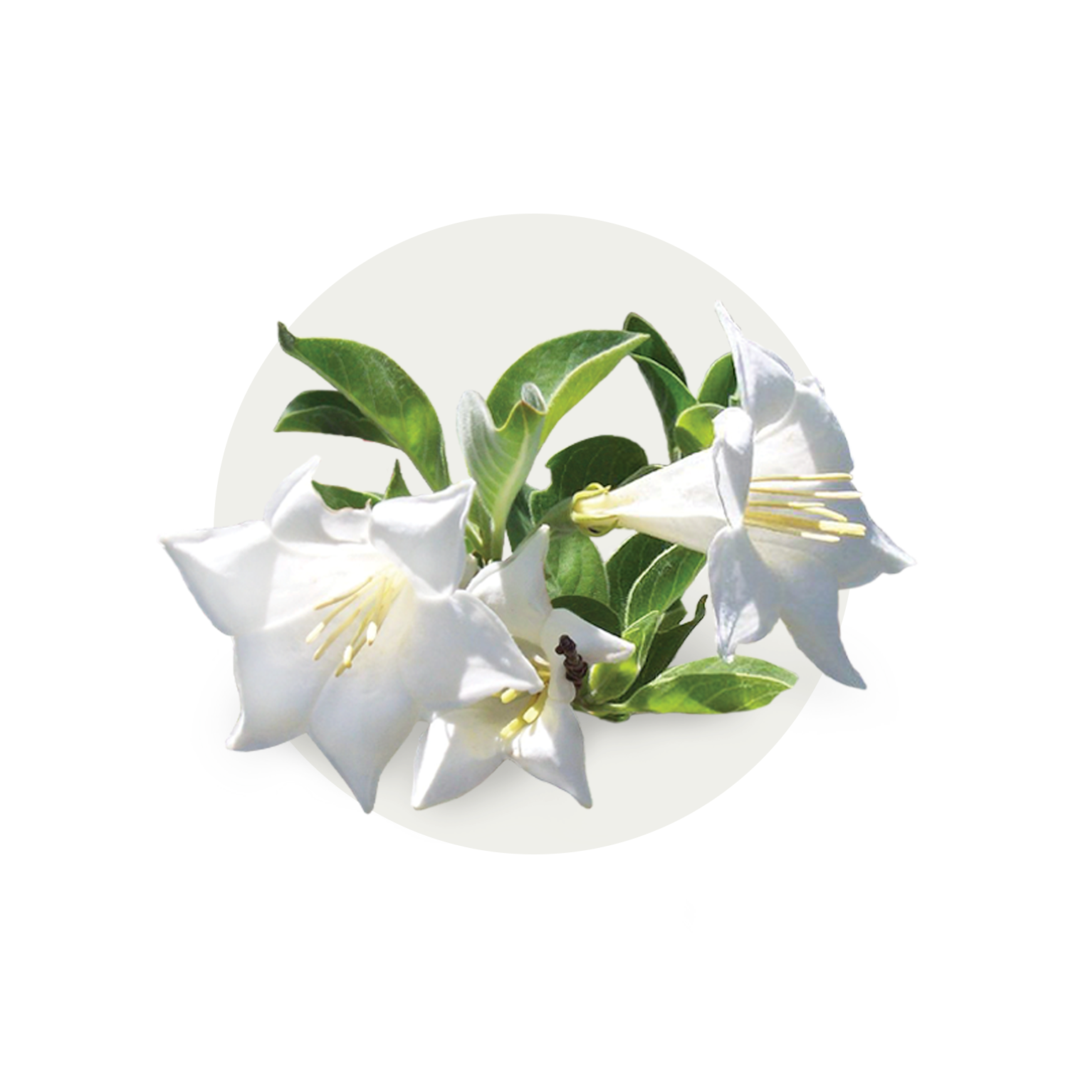 TN_Feature-Ingredients_HintoniaLatifora.png