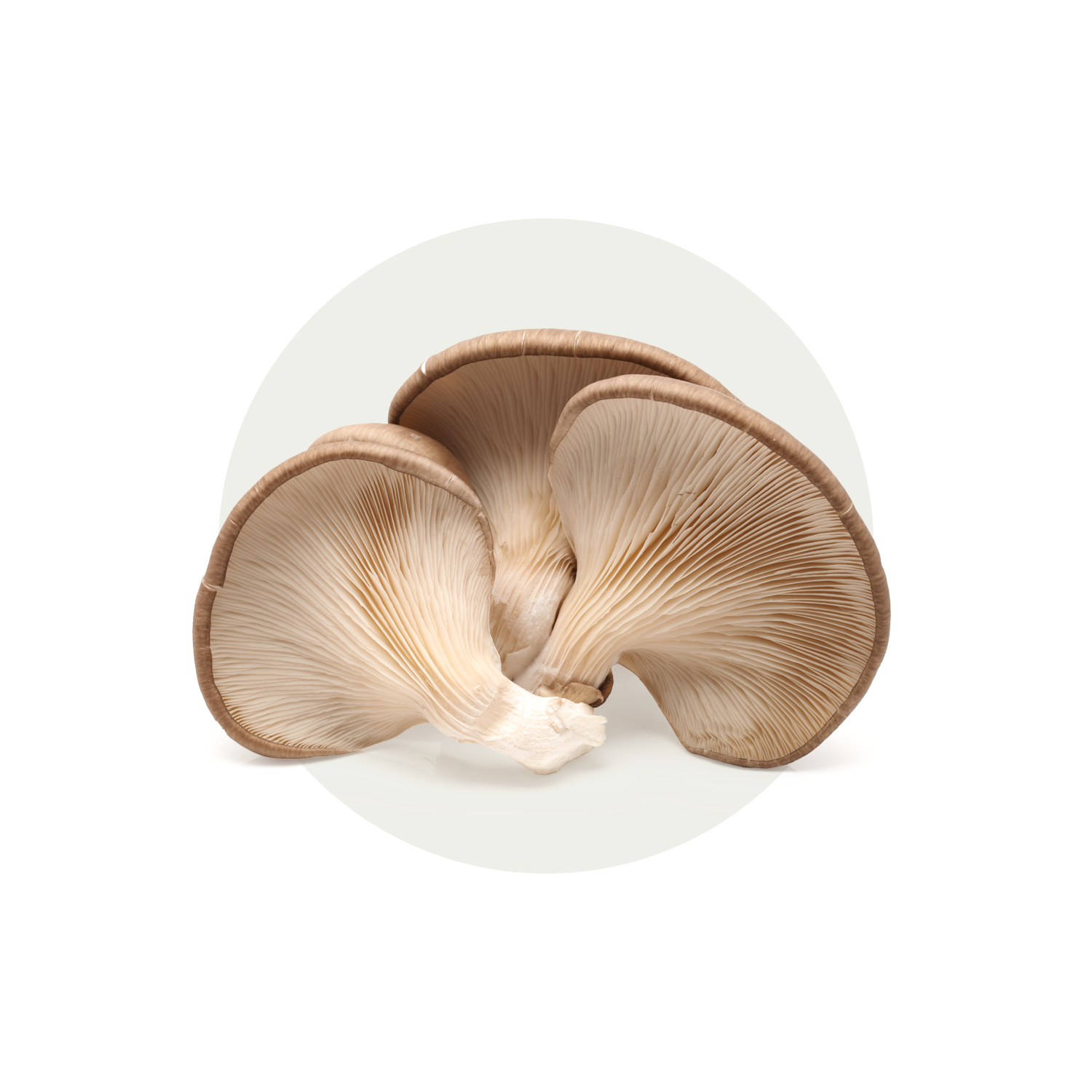 TN_Feature-Ingredients_ImunoglukanPleuran.png