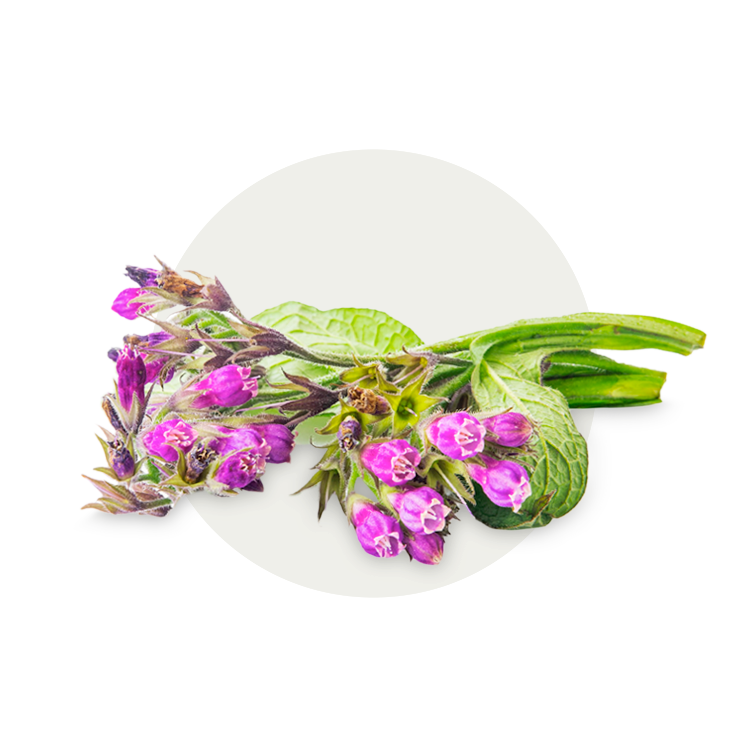 TN_Feature-Ingredients_Traumaplant.png