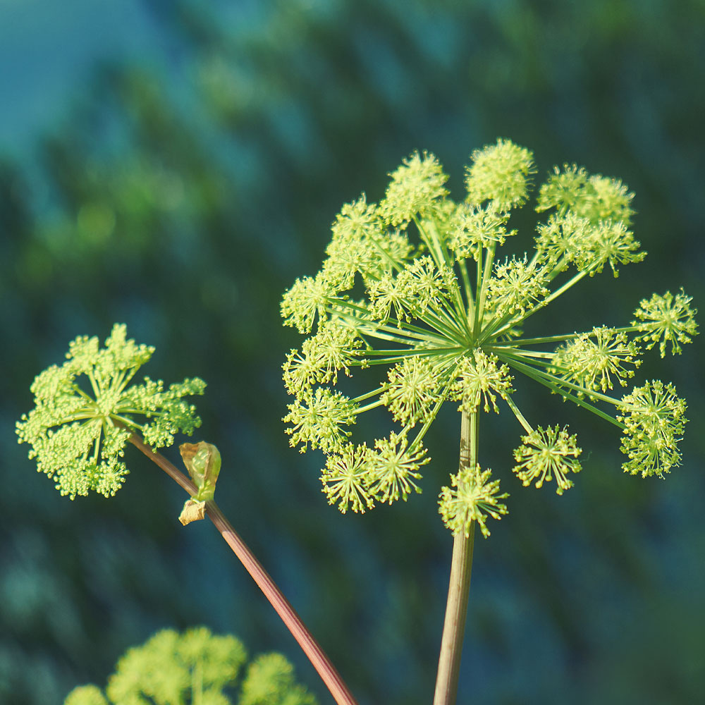 Angelica archangelica extract