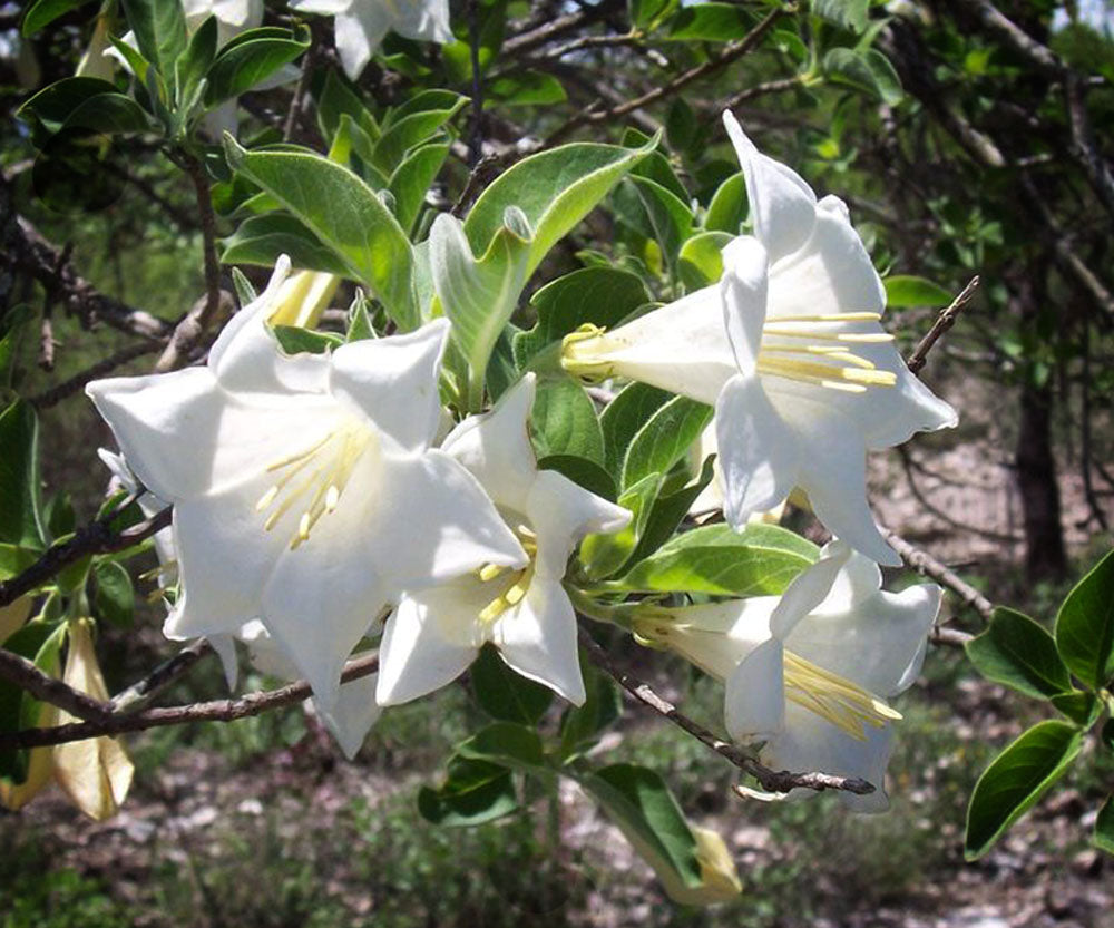 Hintonia latiflora