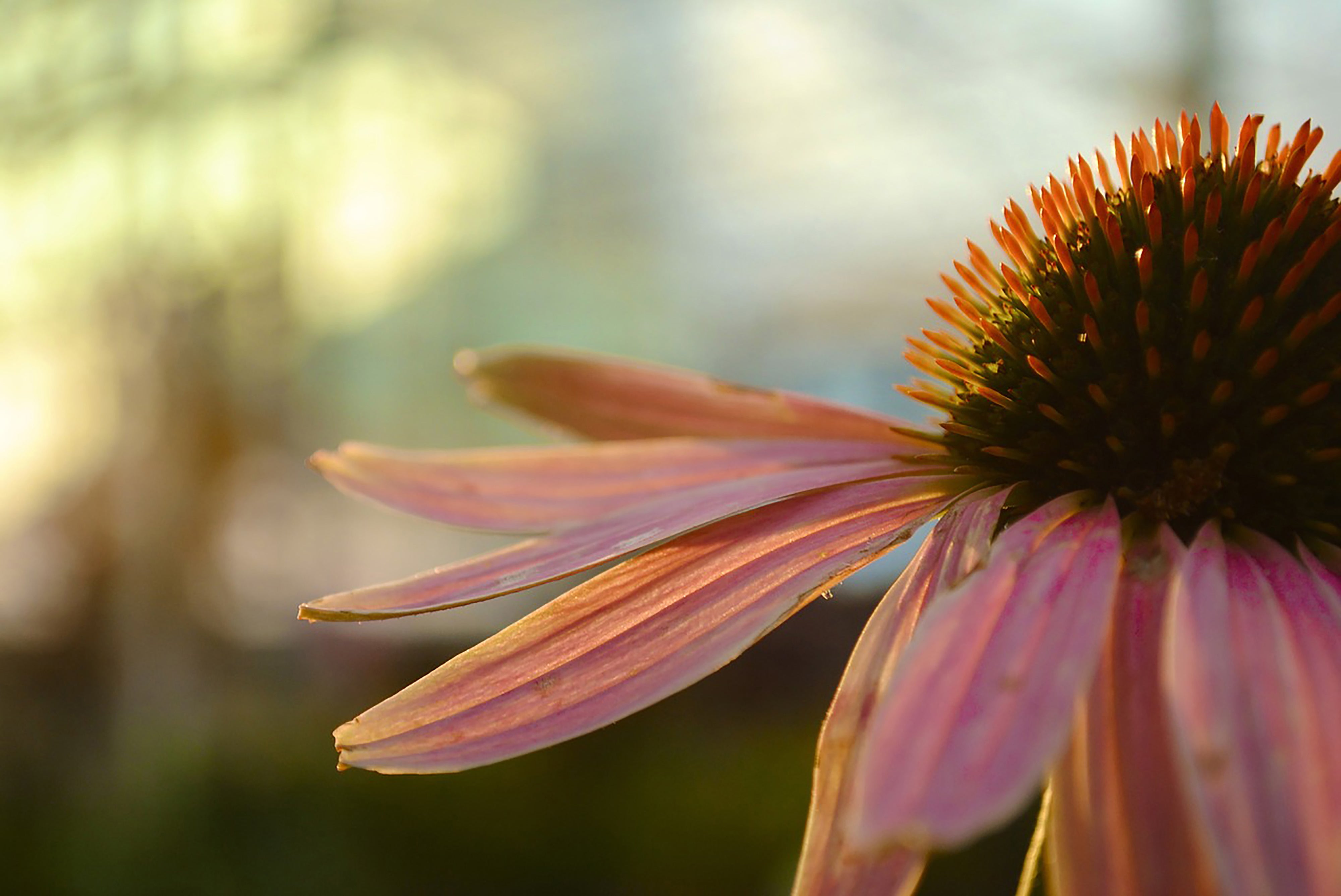 EP107™ Echinacea angustifolia