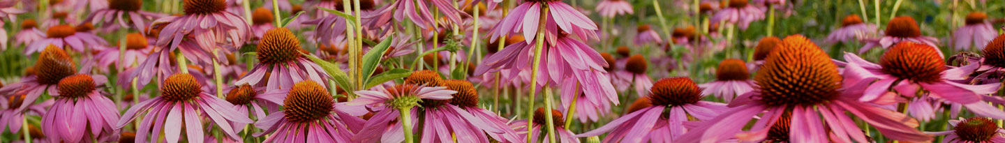 ECHINACEA ANGUSTIFOLIA