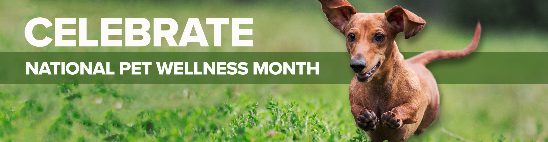 CELEBRATE National Pet Wellness Month