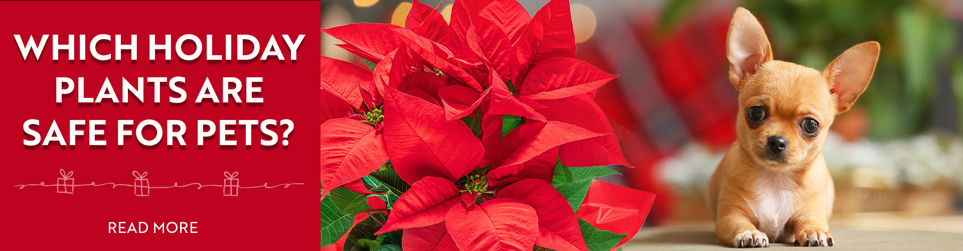 Which Holiday Plants are Safe For Pets • READ MORE