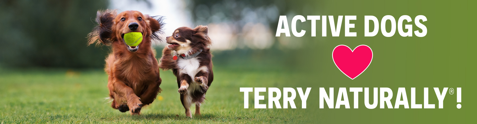 ACTIVE DOGS • TERRY NATURALLY®!