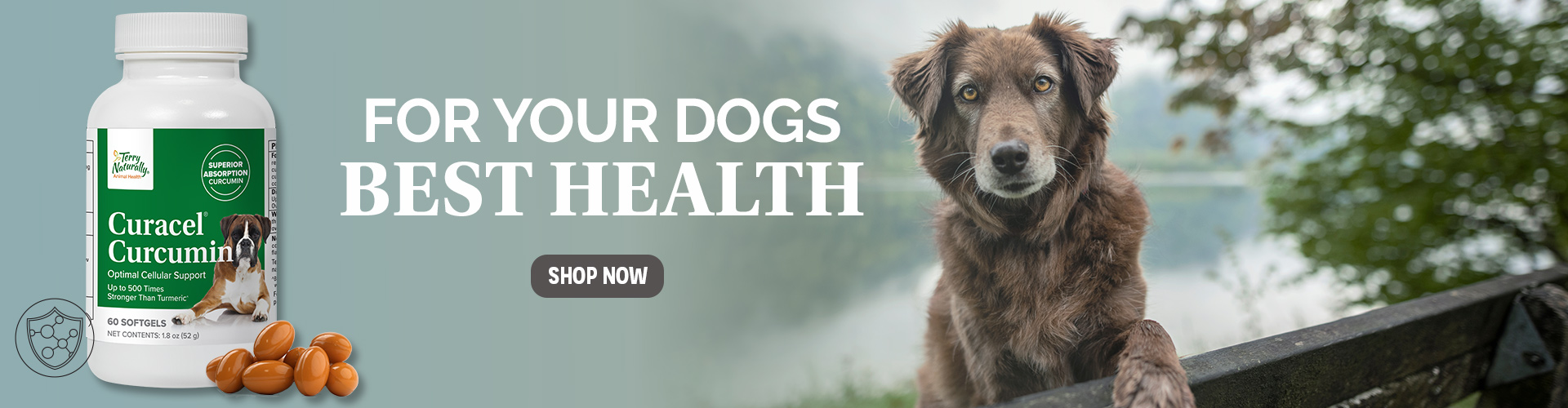 For Your Dogs BEST HEALTH • Curacel® Curcumin • SHOP NOW