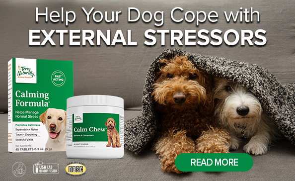 Help Your Dog Cope with EXTERNAL STRESSORS