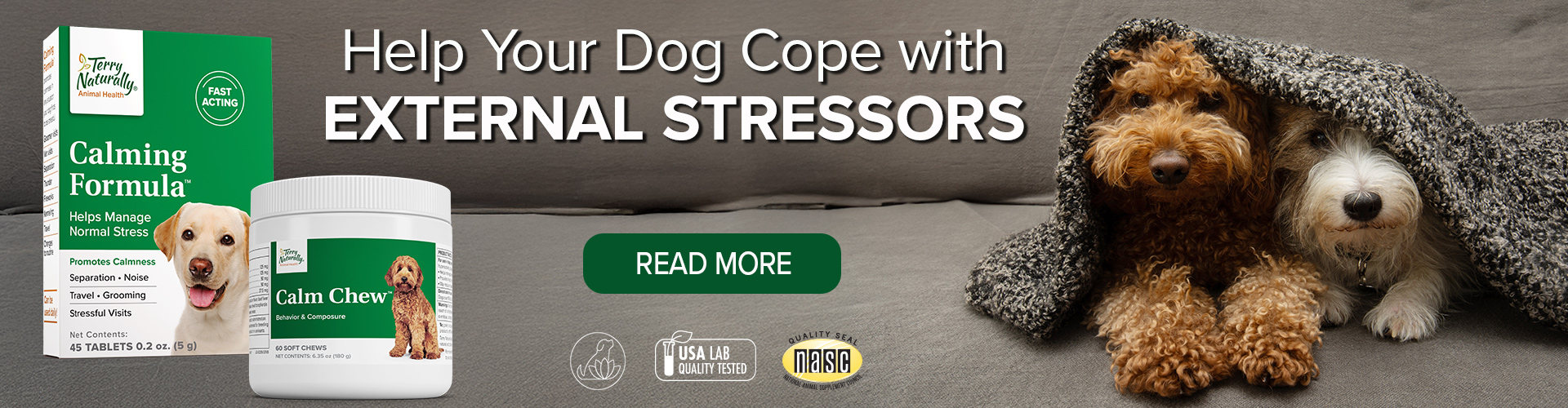 Help Your Dog Cope with EXTERNAL STRESSORS
