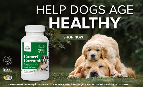 Help Dogs Age Healthy